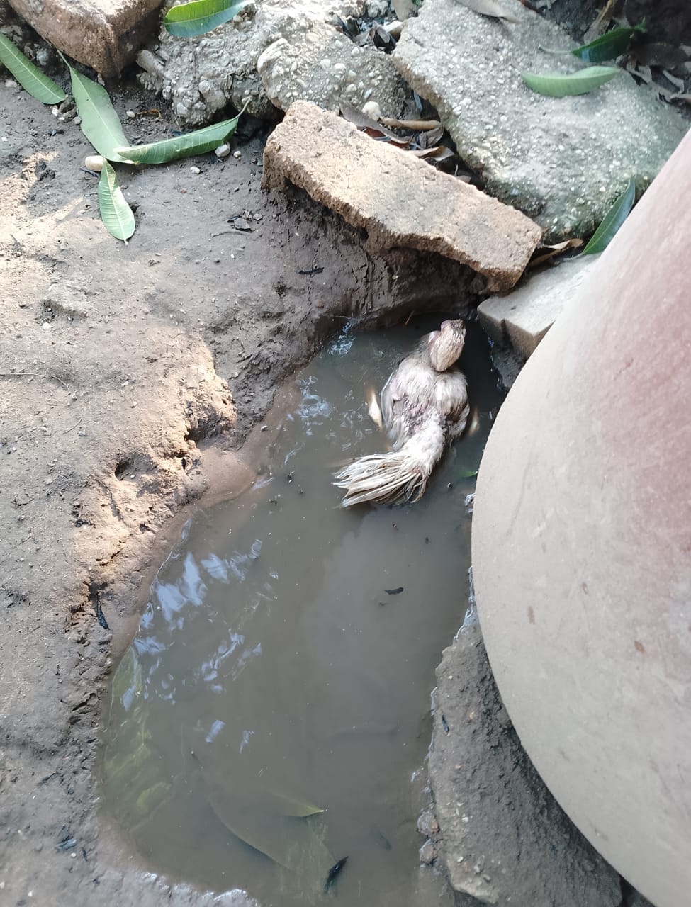 Abejas africanas atacan a familia y matan a 20 animales en la zona sur