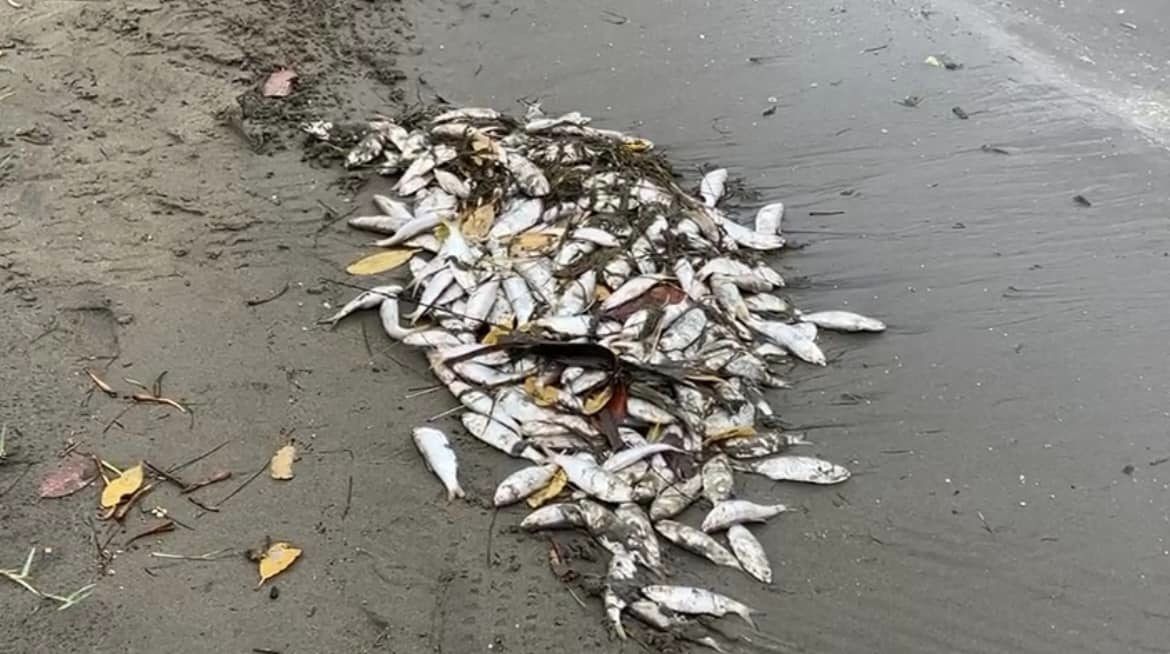 Peces muertos recalan en la laguna del Ostión provocando contaminación y mal olor