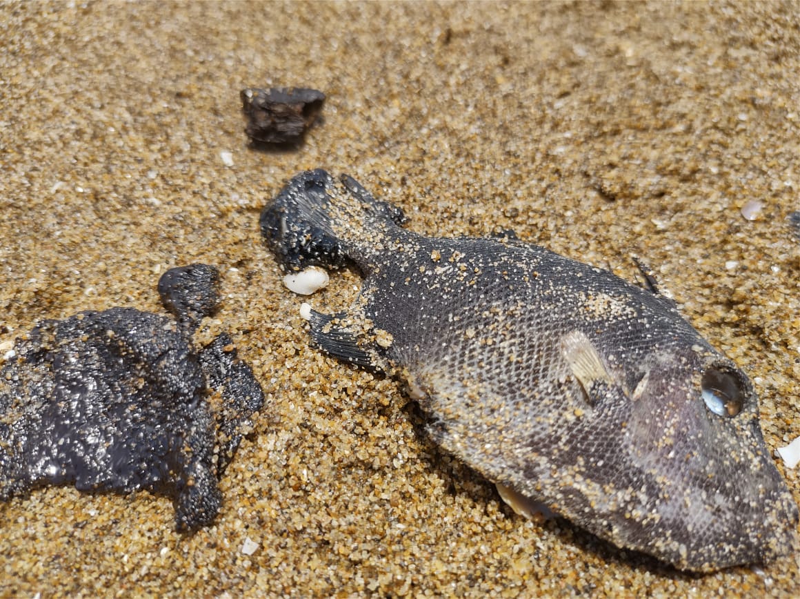Detectan capas de petróleo crudo y especies muertas en playas del sur de Veracruz