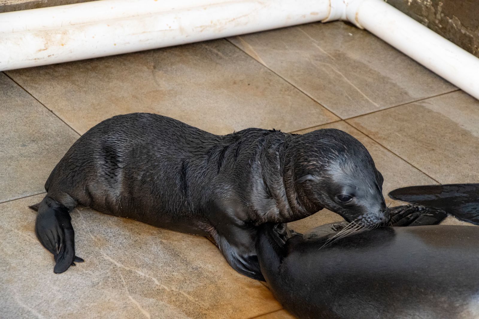 Nace lobo marino en el Aquarium de Veracruz