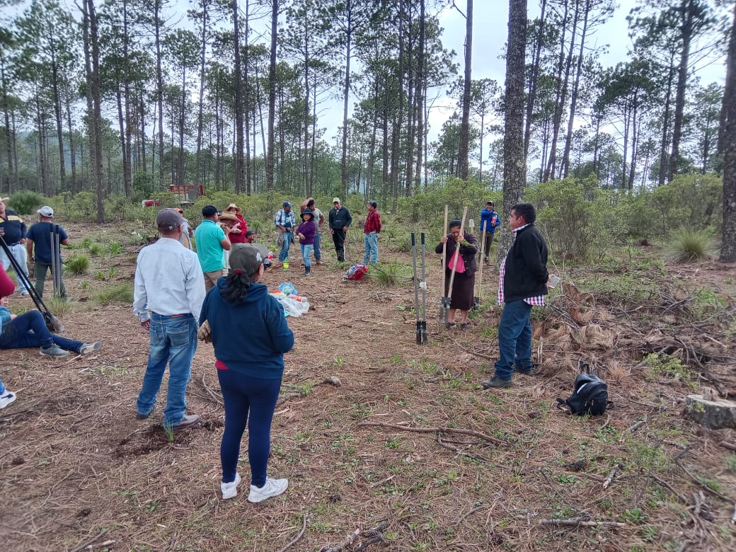 Ejidatarios inician siembra de 45 mil pinos para reforestar El Llanillo en Las Vigas