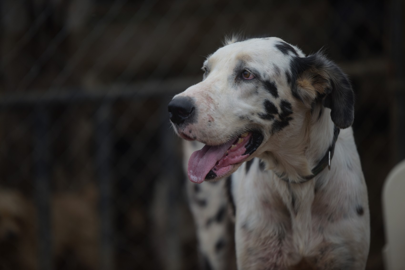 Coatzacoalcos reubica a perros en la Expo Feria por rehabilitación del Centro de Control Animal