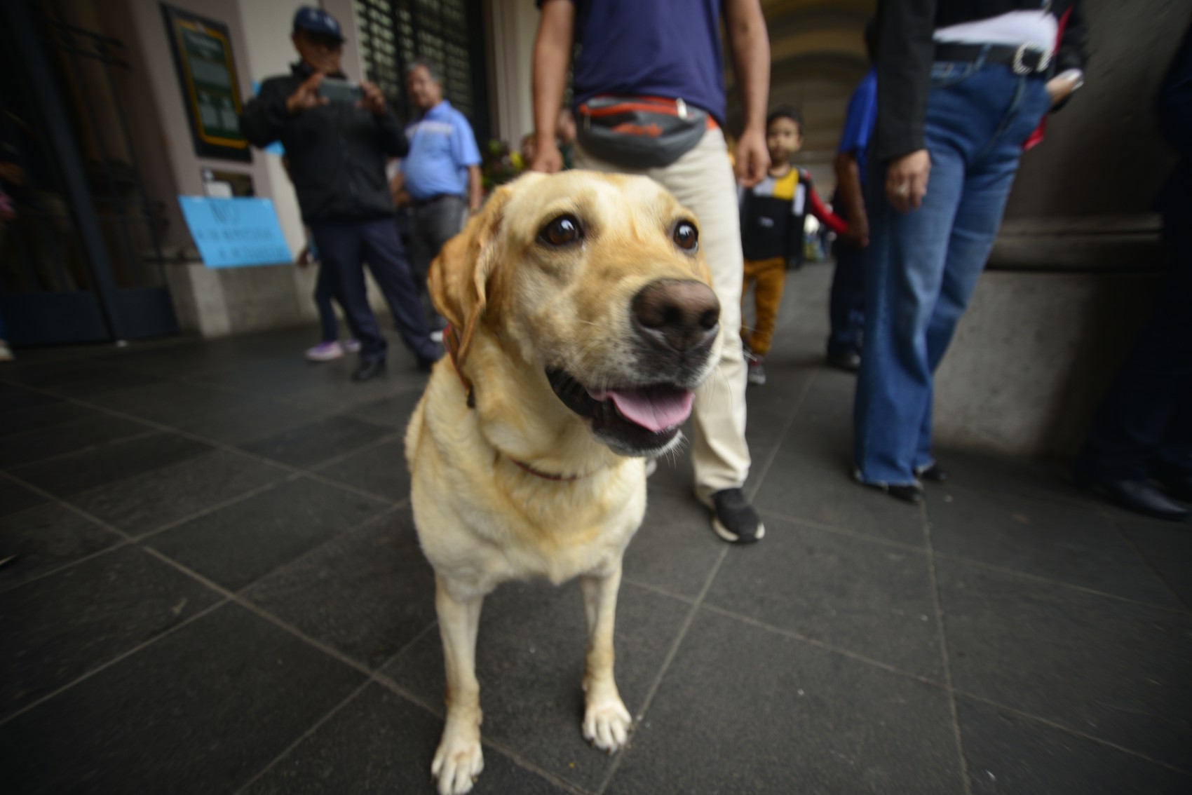 Ciudadanía pide no echar a la calle a 300 perros y gatos del albergue Ada Azul
