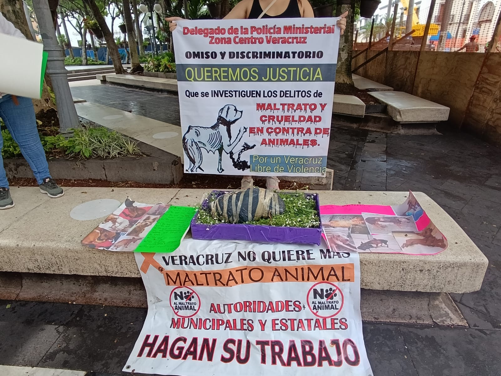 Activistas exigen a la FGE agilizar denuncias por casos de maltrato animal en Veracruz