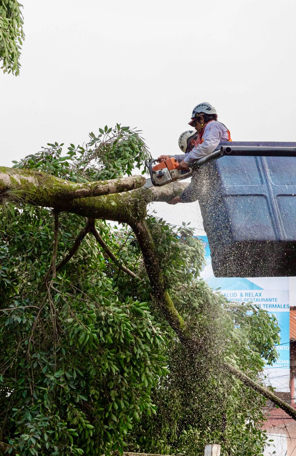 El árbol ya estaba muerto, dice Ayuntamiento