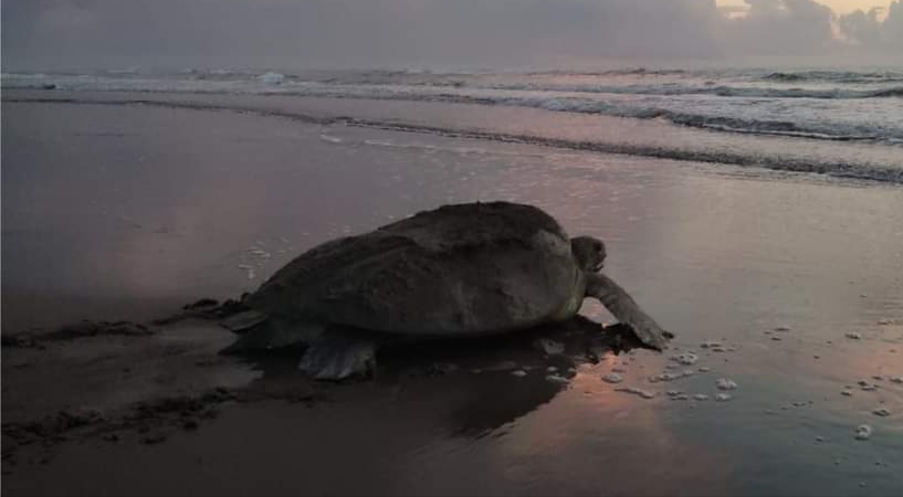 Siete tortugas marinas desovan en playas urbanizadas de Boca del Río y Alvarado
