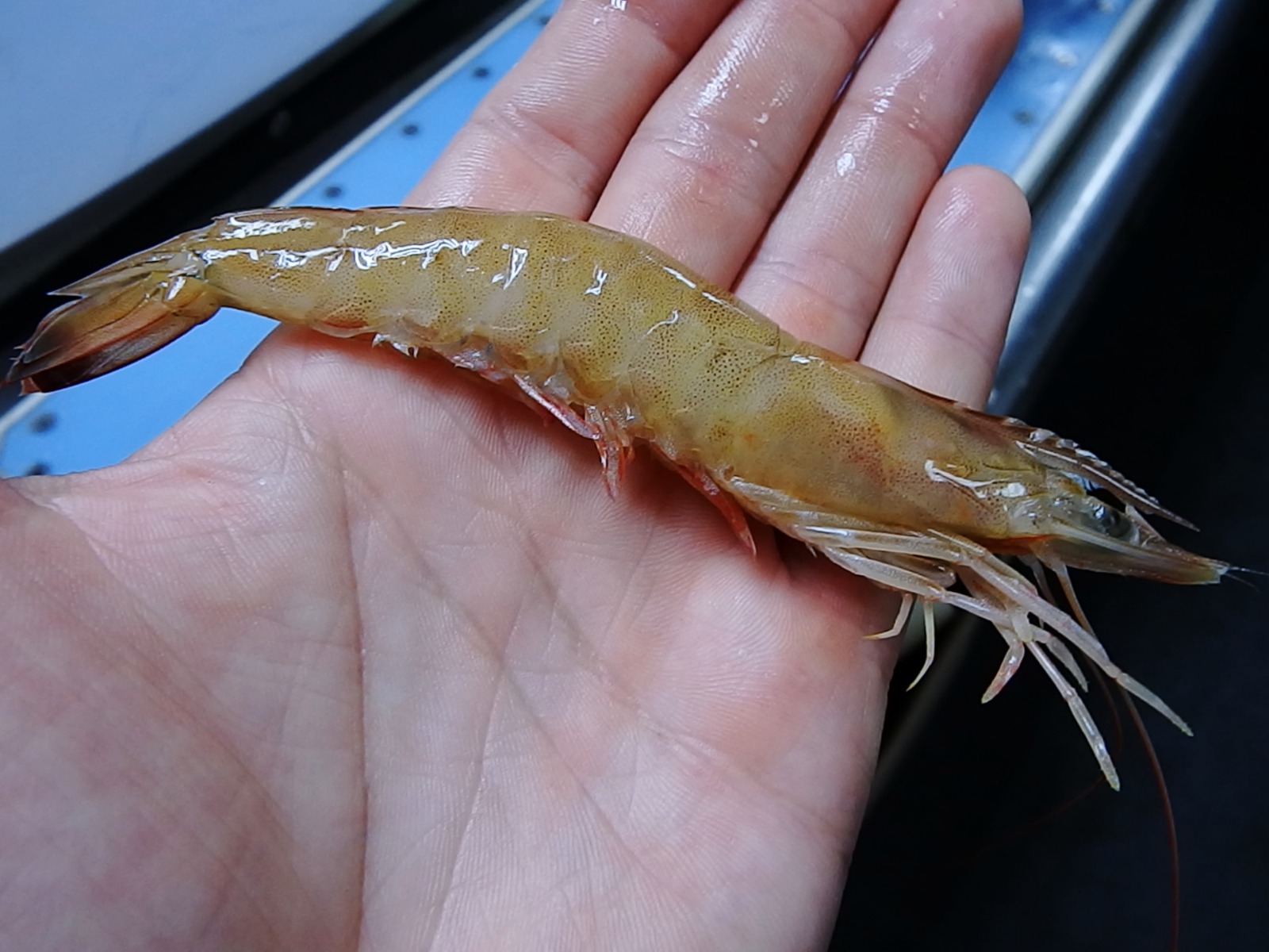 Afecta a pescadores veracruzanos la ampliación de la veda del camarón