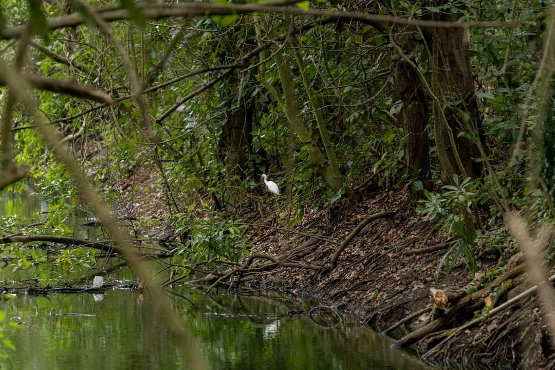 PMA confirma construcción de santuario animal en la Reserva Ecológica de Tembladeras