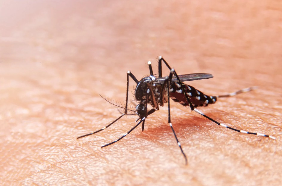 Veracruz acumula 712 casos de dengue en 2025; alertan sobre repunte con llegada de lluvias