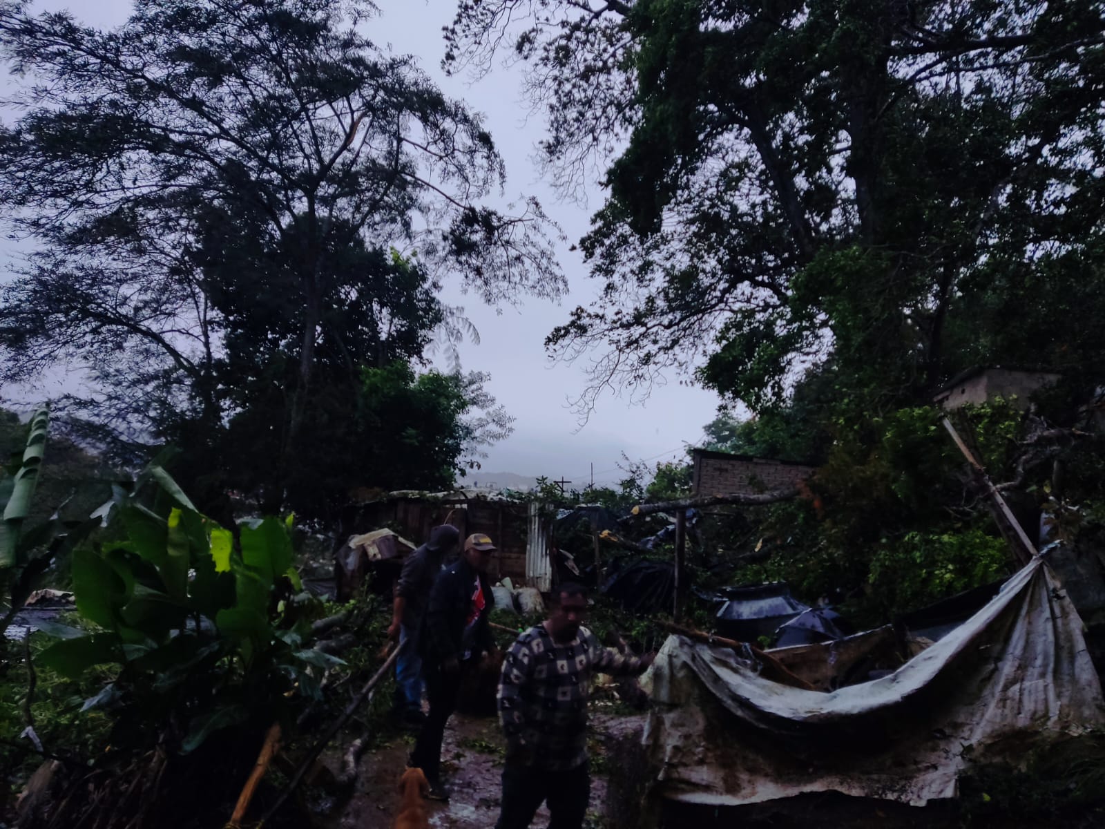 En Xalapa reportan caída de árboles y cortes de energía eléctrica por temporal lluvioso