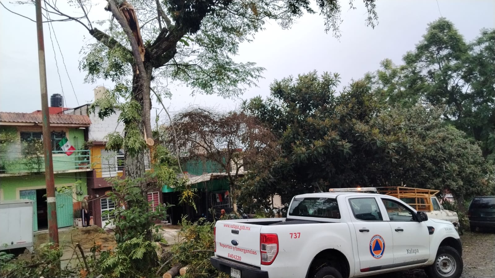 Temporal causa caída de más de 50 árboles en Xalapa