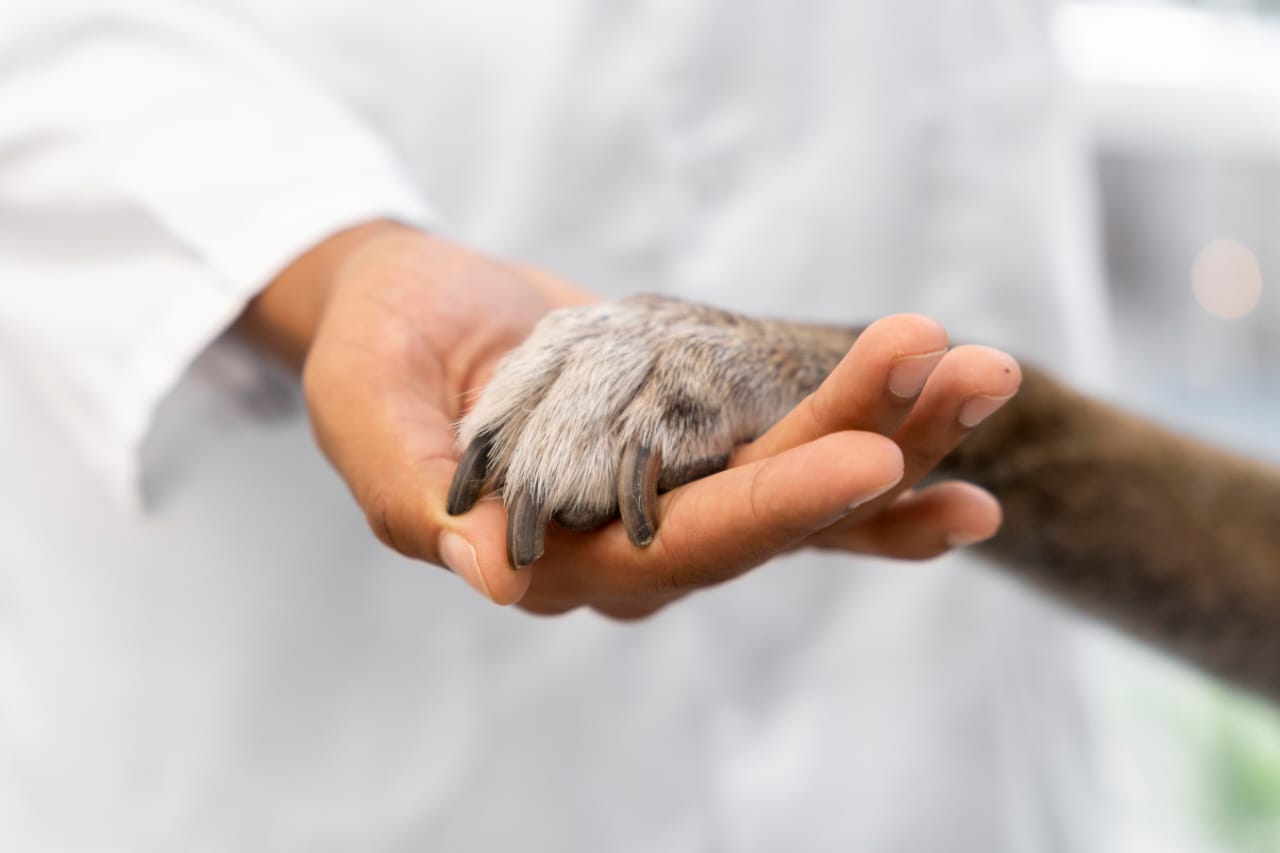 Zoonosis, enfermedad que se transmite de mascotas a humanos