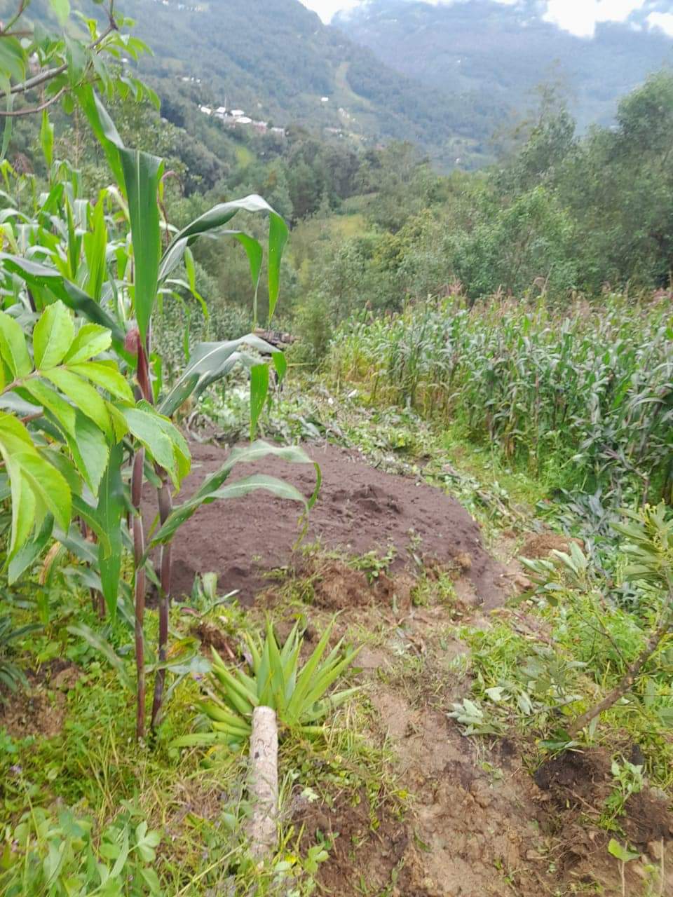 Camión de volteo cae a barranco en Astacinga, muere el operador