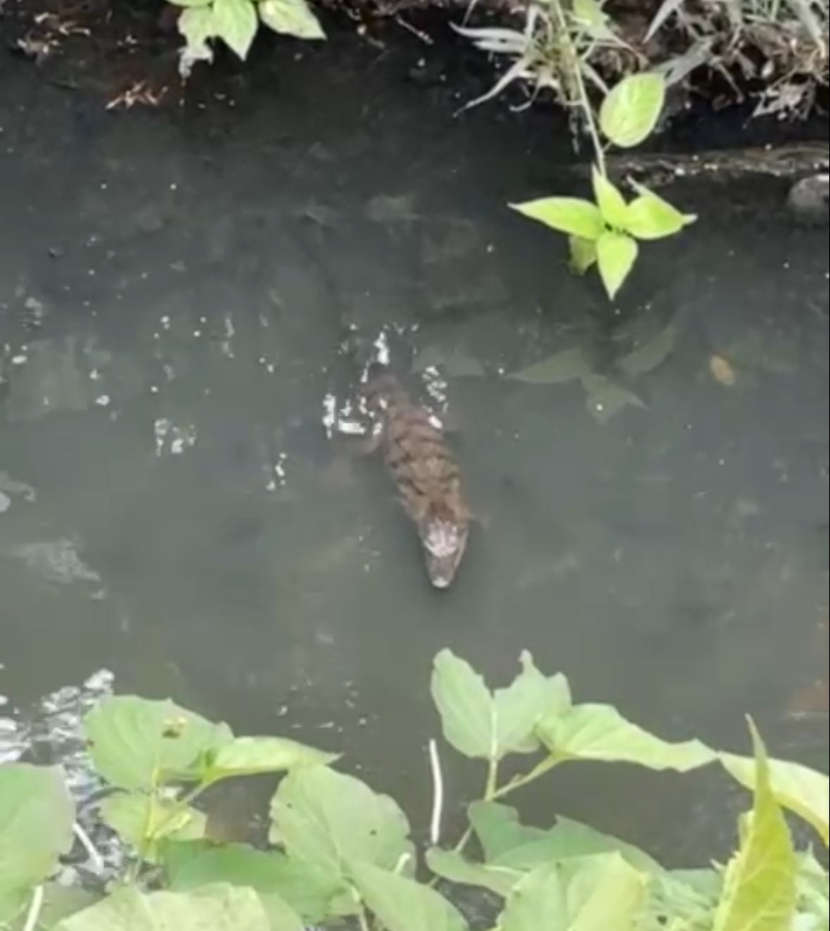 Tras lluvias mayor avistan lagartos en arroyos de Poza Rica