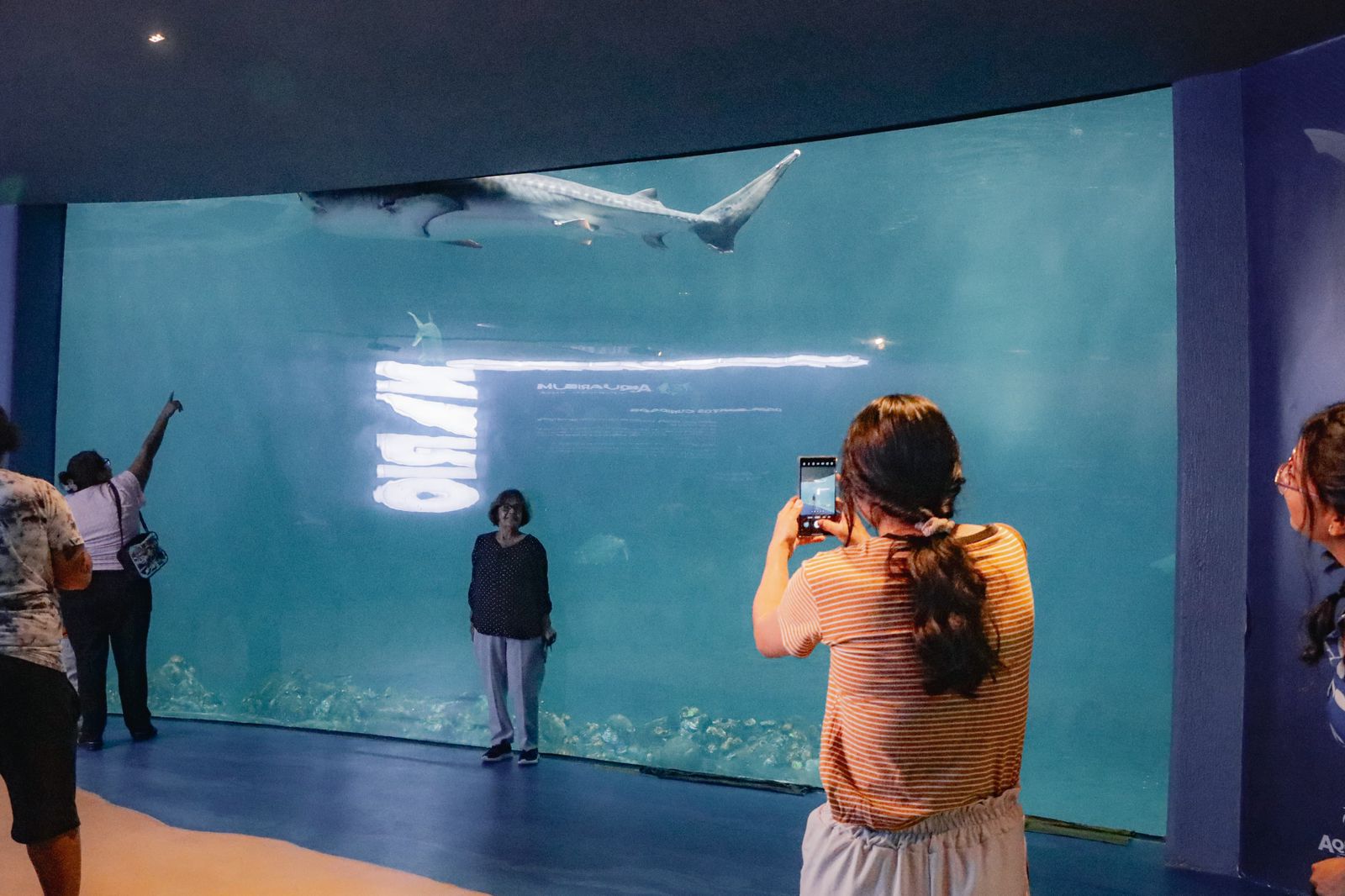 Disfrutan más de cinco mil veracruzanos el martes gratis en el Aquarium del Puerto