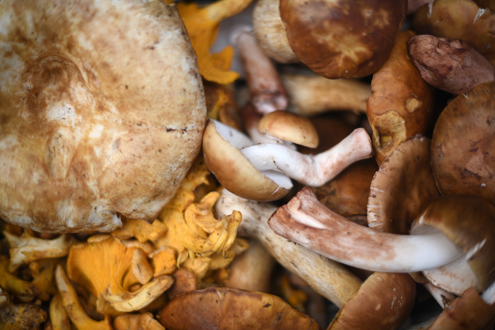Hongos del Cofre de Perote requieren mayores estudios: Investigador