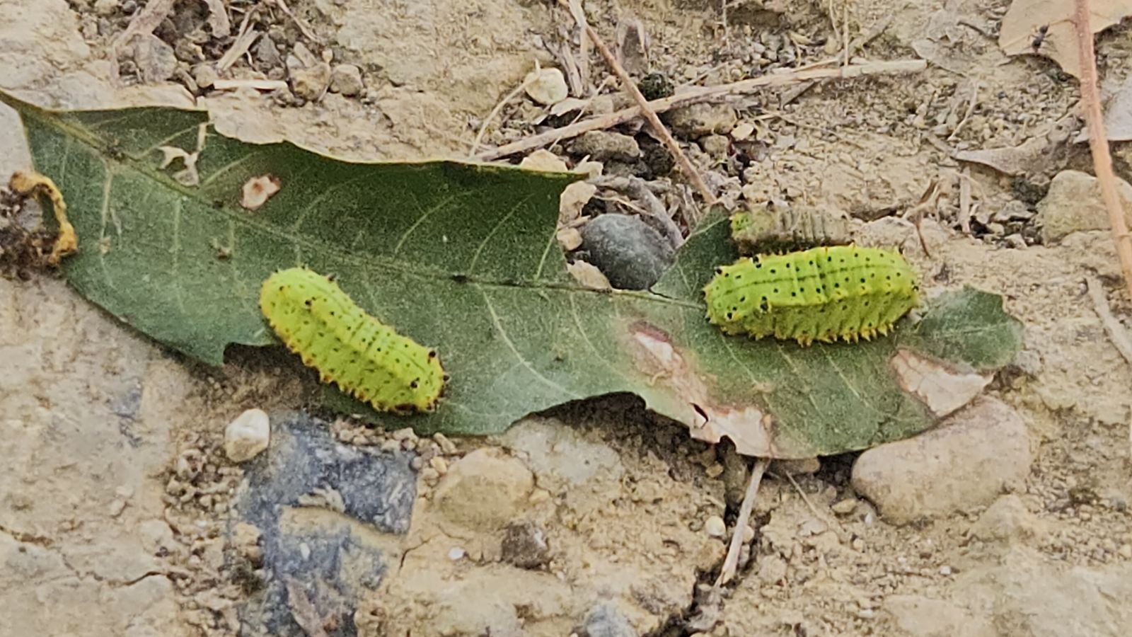 Larvas invaden árboles en escuelas y causan reacciones alérgicas en estudiantes