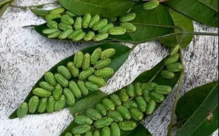 Van seis personas atendidas de emergencia tras contacto con larvas en árboles de Poza Rica