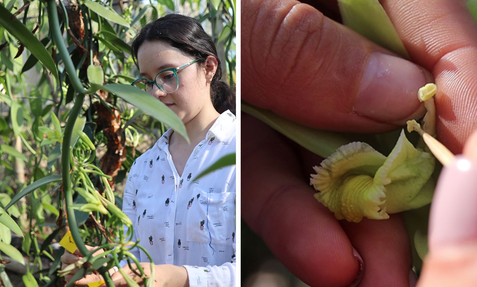 Egresada UV investigó germinación in vitro de Vanilla planifolia Jacks