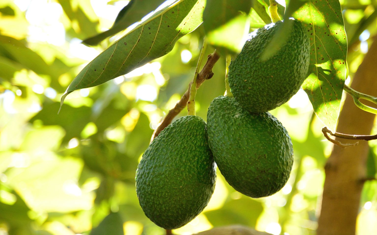 Incendios podrían estar ligados al crecimiento del  cultivo de aguacate en Veracruz : Sedarpa