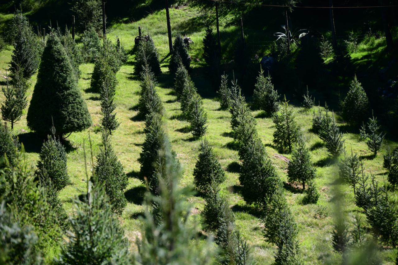 Corte de árbol navideño atrae a cientos de turistas a Las Vigas de Ramírez, Veracruz