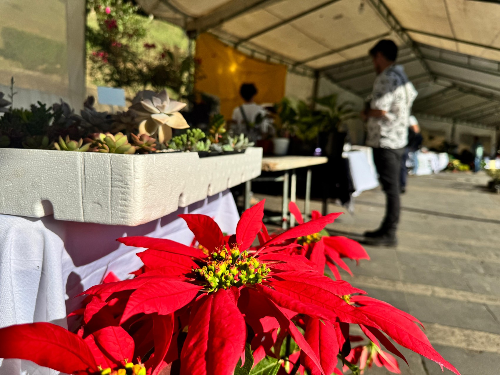 Expo venta de flores en Los Lagos