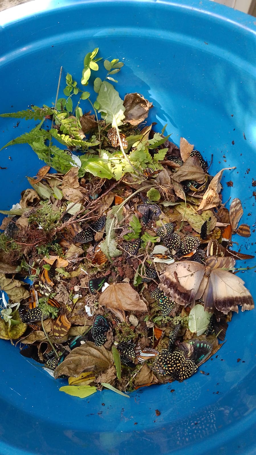 INECOL denuncia vandalismo y muerte de mariposas en Jardín Botánico Clavijero