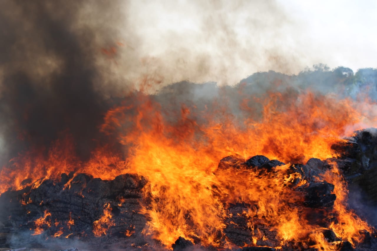 Destruyen cerca de cinco toneladas de marihuana en Veracruz