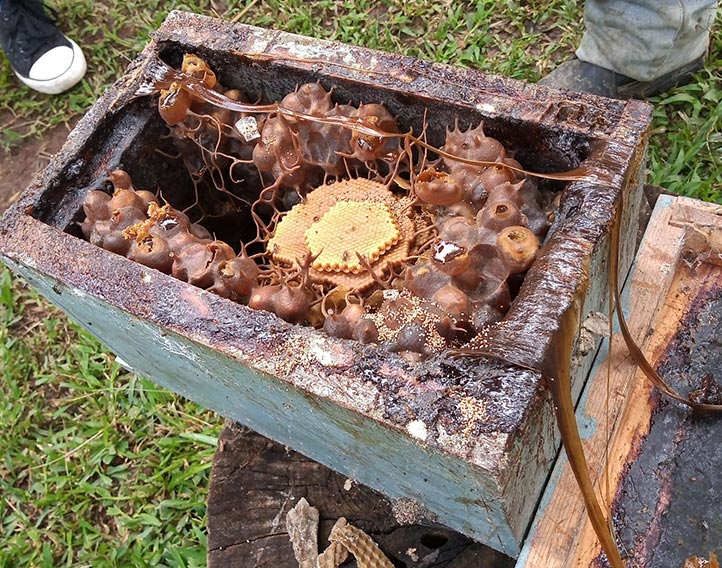 Extracto del propóleo de abeja del Totonocapan, óptimo para la salud