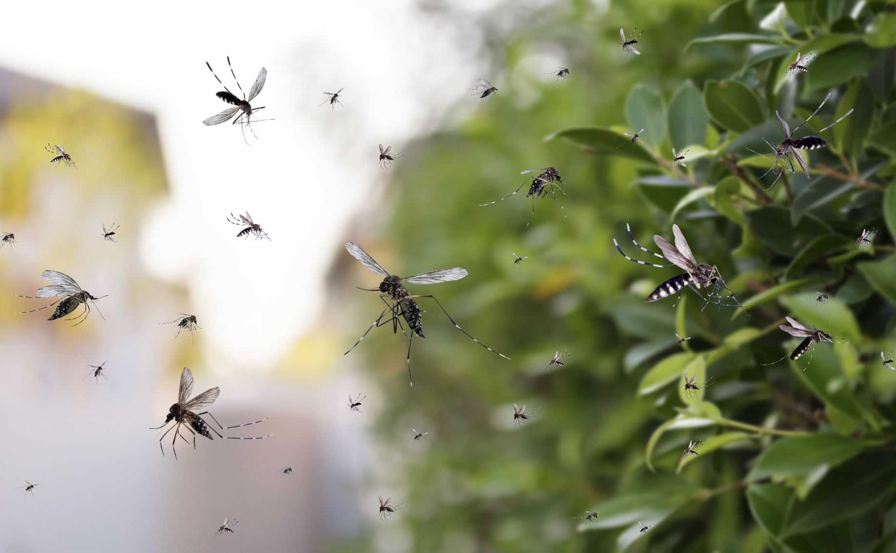 Veracruz es segundo lugar nacional en casos de dengue en 2025; suman 361 contagios