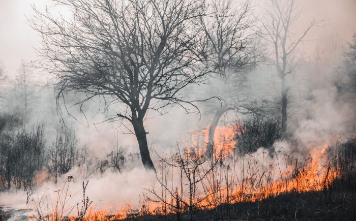 Veracruz enfrenta temporada de incendios forestales: 12 siniestros en lo que va del año