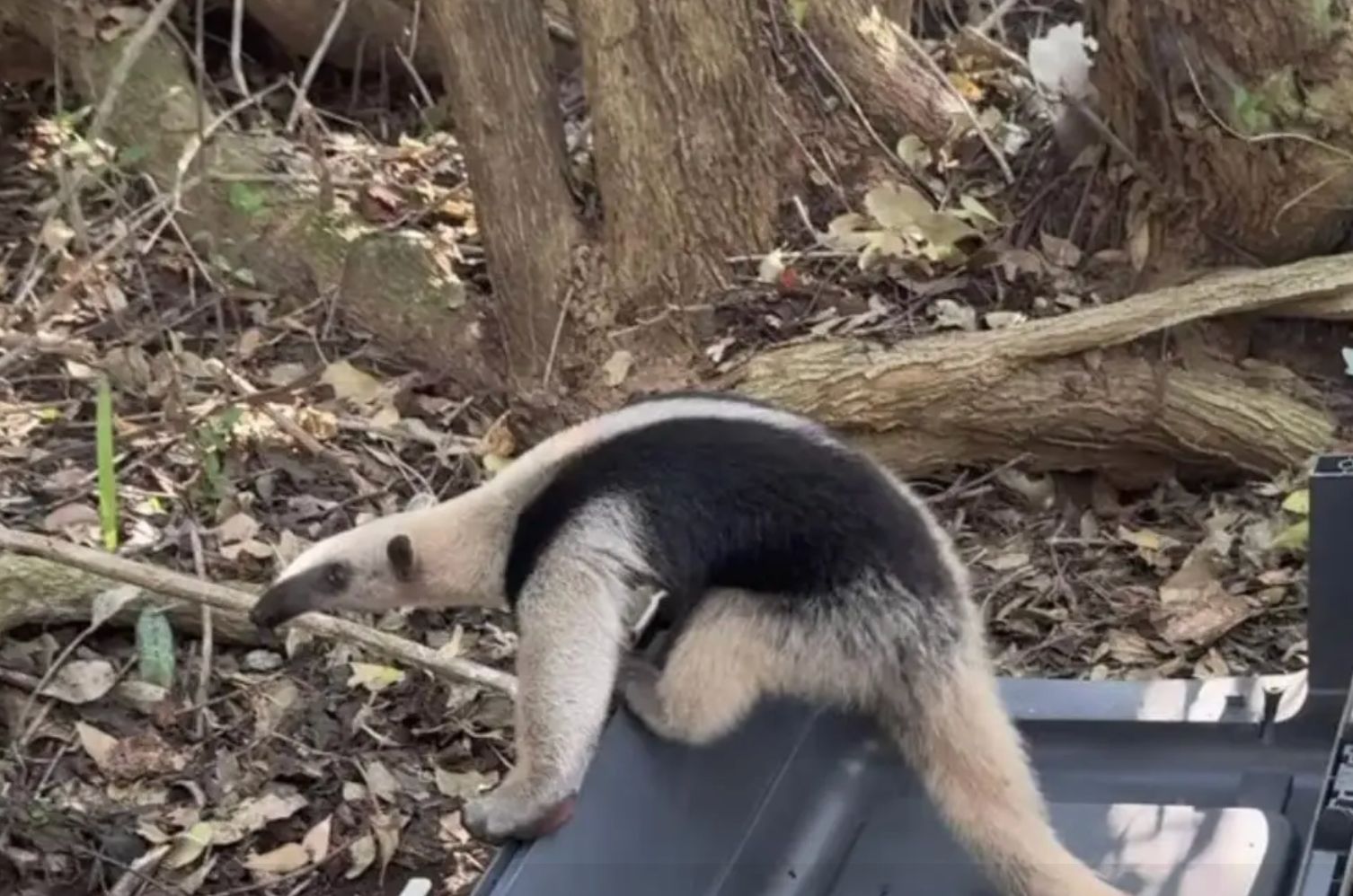 Rescatan y liberan oso hormiguero en la Riviera Veracruzana, una especie en peligro de extinción