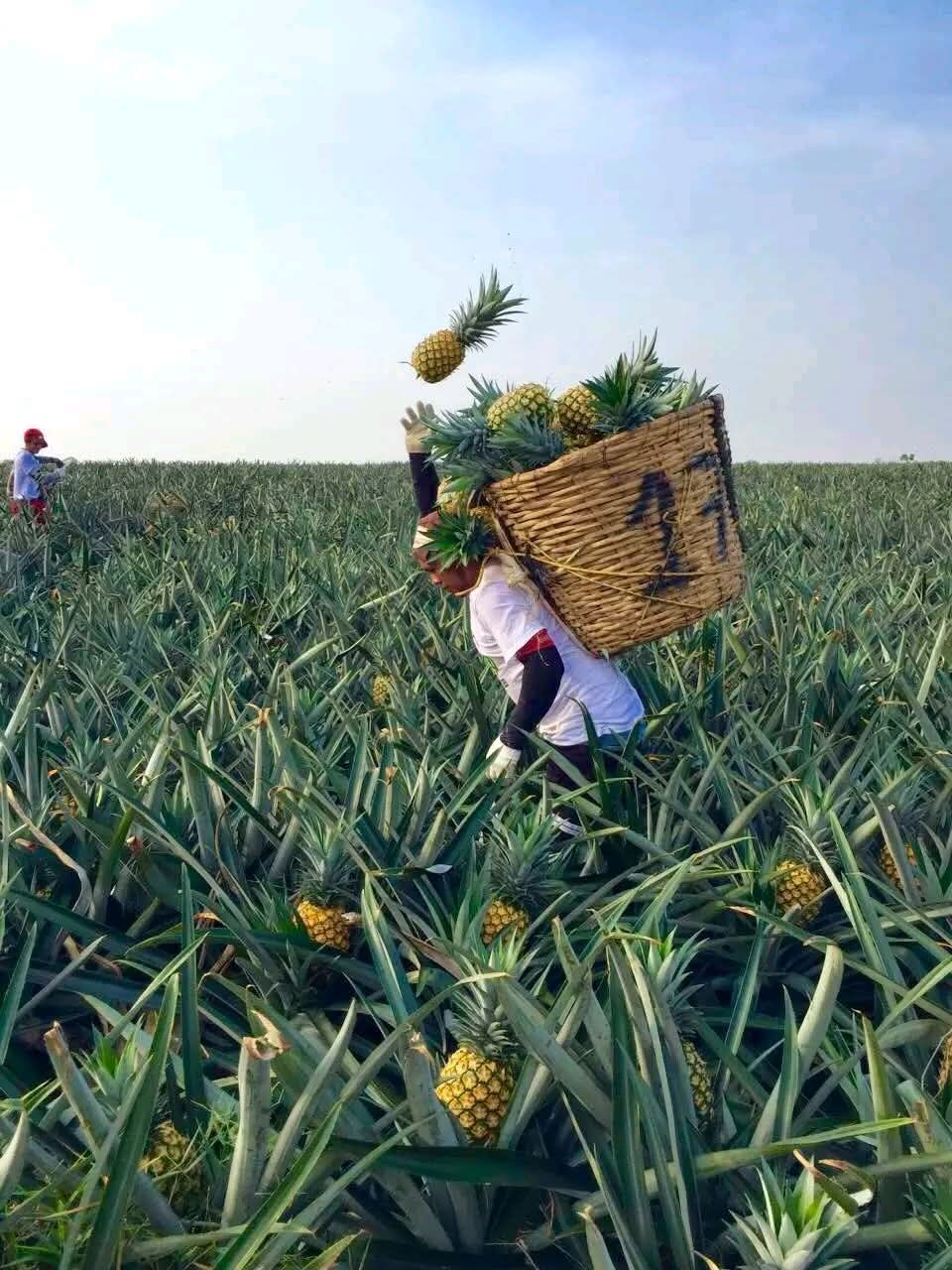 Piden al Gobierno Federal poner freno a la importación de piña industrializada