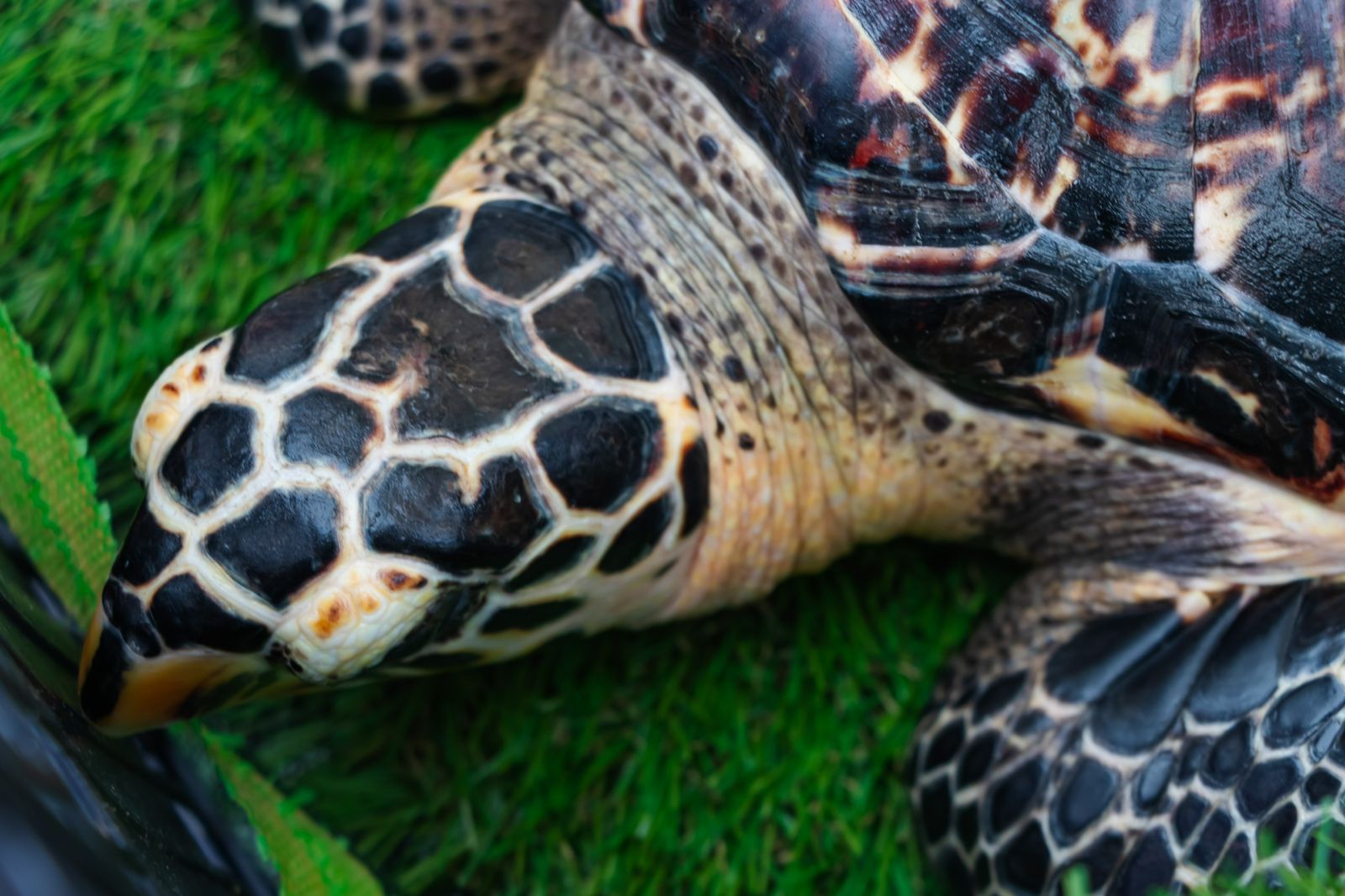 Exhortan a proteger anidación de tortugas en Veracruz; dañar nidos puede generar multas