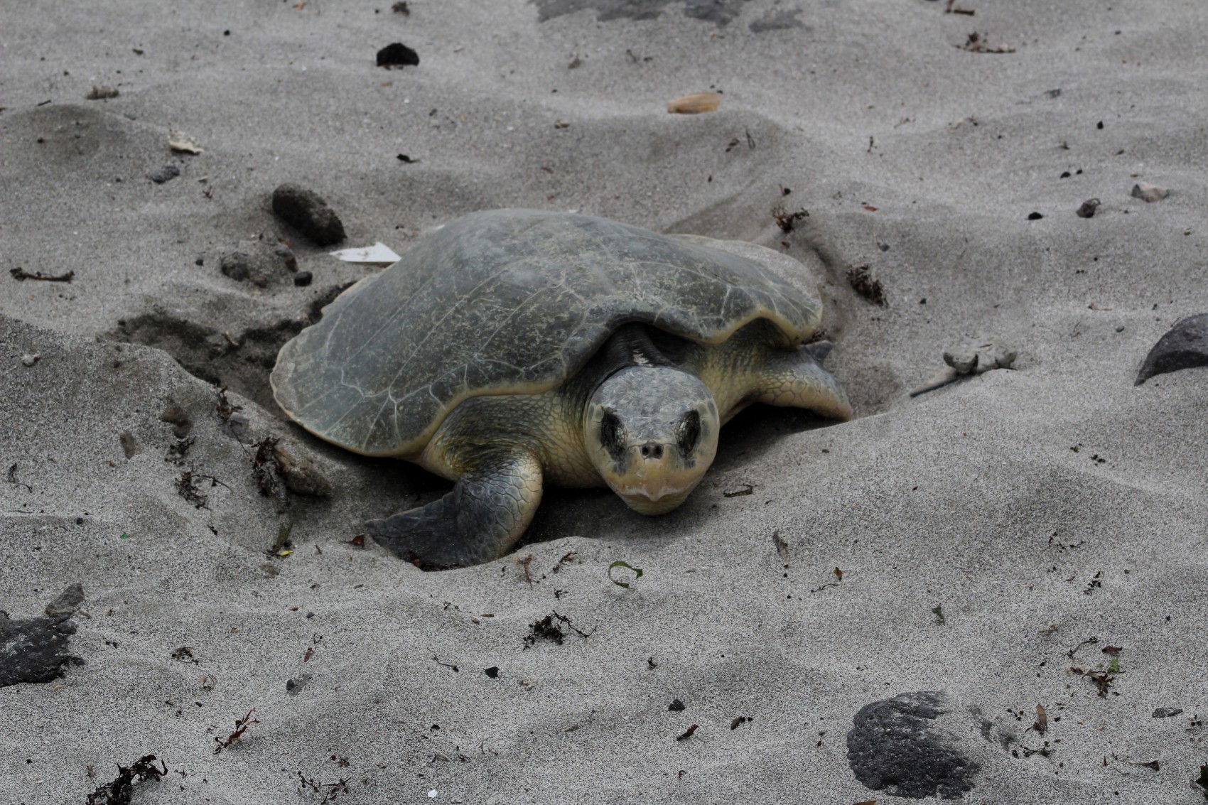 Anidar de día hace a la tortuga lora más vulnerable