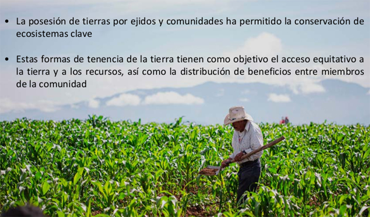 Posesión de tierras por ejidatarios permite conservación de ecosistemas clave