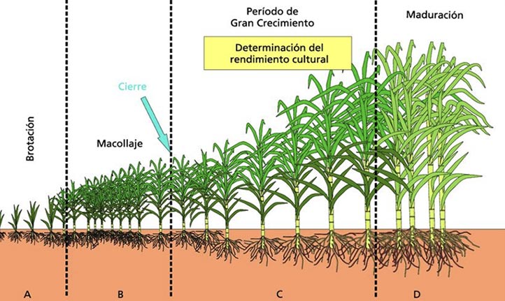 Eventos climáticos extremos afectan producción cañera: estudiante UV