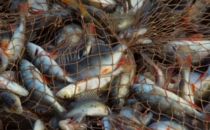 Veracruz suma más de 200 denuncias por pesca ilegal