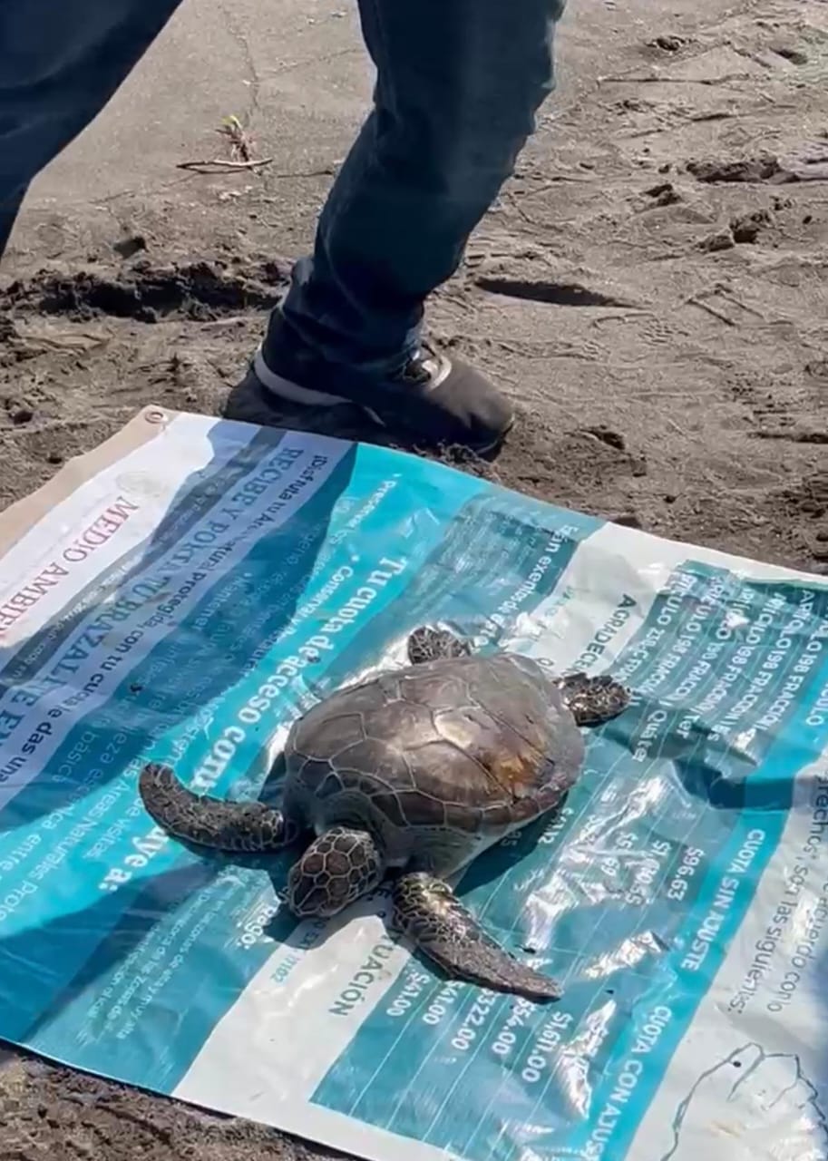 Hallan tortuga muerta en la Isla del Amor durante una limpieza de playas