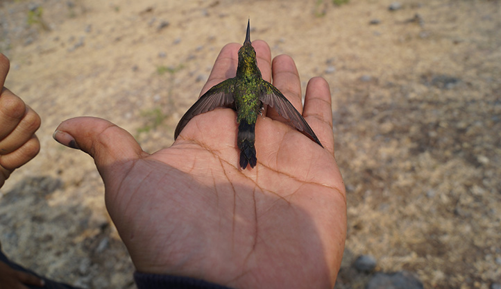 Egresado de posgrado estudió al colibrí vientre canelo