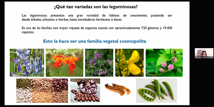 Leguminosas, clave para una alimentación sana y nutritiva