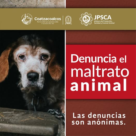 Buscan a hombre que maltrató a perrito en Puerto Esmeralda, Coatzacoalcos