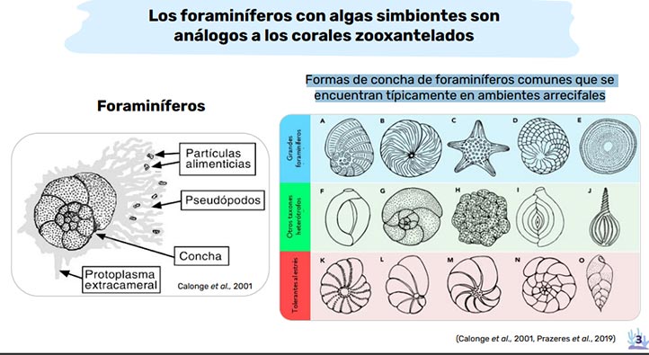 Arrecife Blanquilla, con condiciones ambientales estresantes marginales