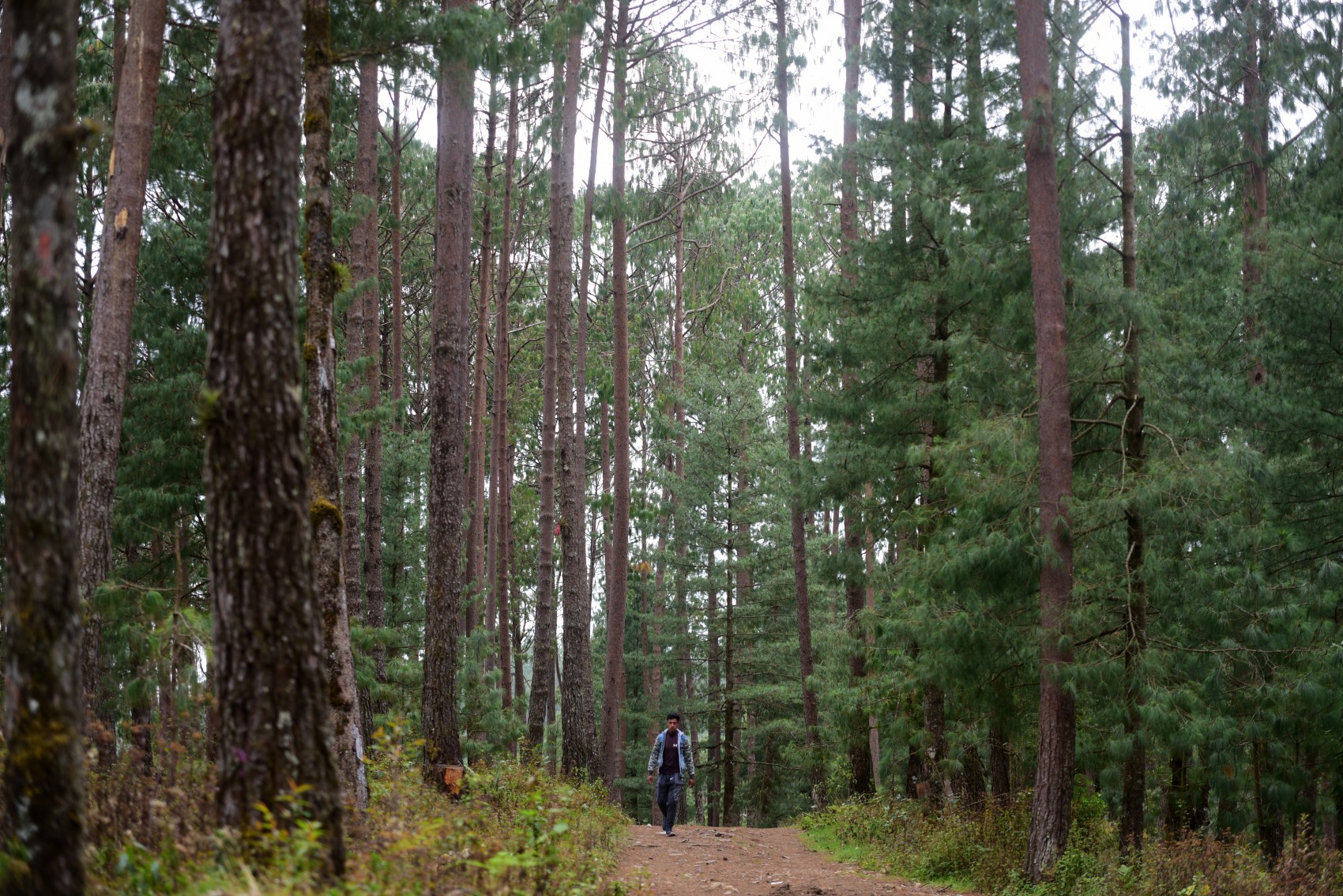 Detectan 10 casos de venta ilegal de terrenos en el Parque Nacional Cofre de Perote