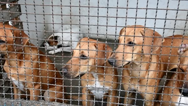Ayuntamiento de Veracruz informa que participantes de Expo Adopta todavía buscan un hogar