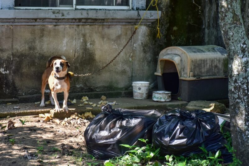 Realiza Gobierno de Coatzacoalcos visitas de seguimiento para garantizar bienestar animal