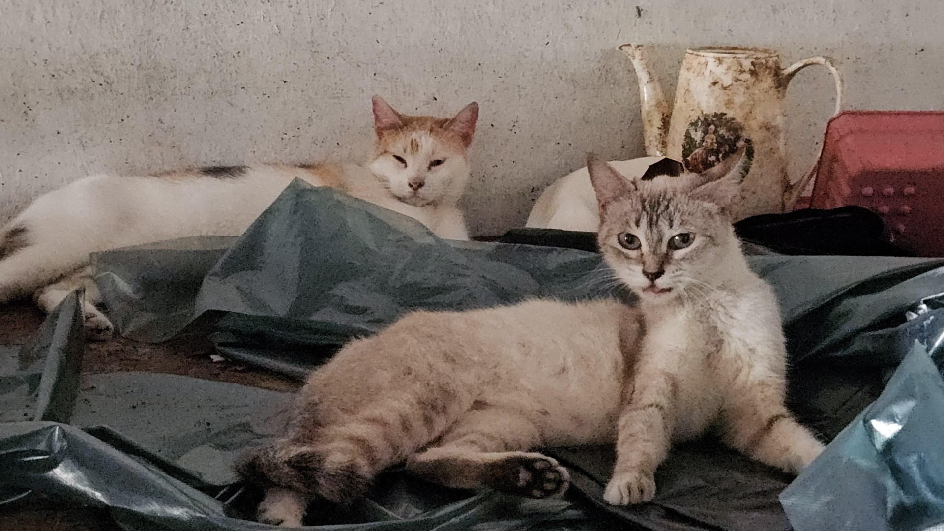 Xalapa descarta envenenamiento de gatos en Fovissste