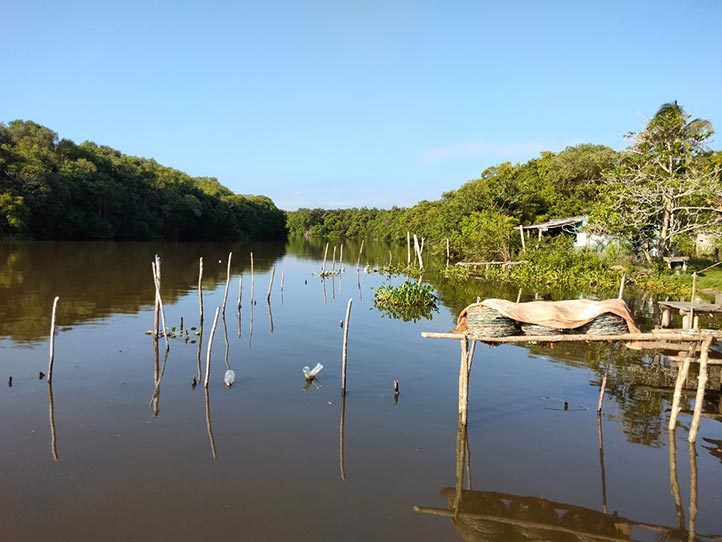 Manglares en peligro: Veracruz entre los estados con mayor presión sobre estos ecosistemas