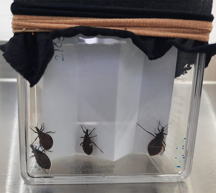 Académicos UV registran invención para detectar enfermedad de Chagas