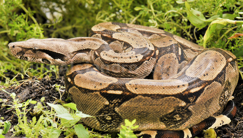 Capturan boa de dos metros en patio de casa en Boca del Río; fue liberada en zona natural